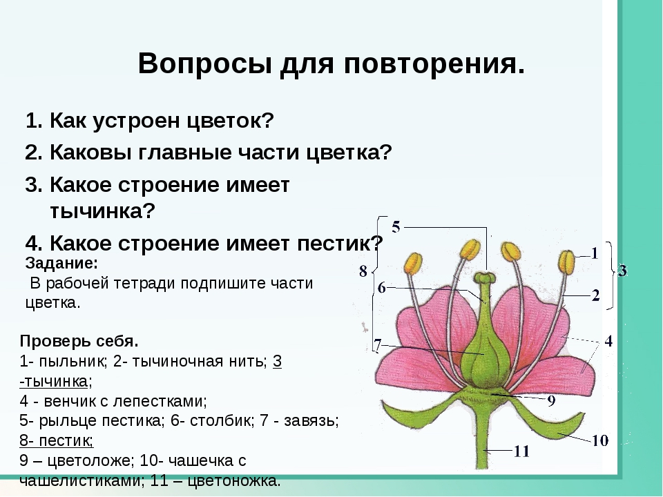 Контрольные вопросы по биологии 6 класс. Генеративные части цветка. Строение цветковых растений 6 класс. Строение и многообразие покрытосеменных растений. Покрытосеменные части цветка.