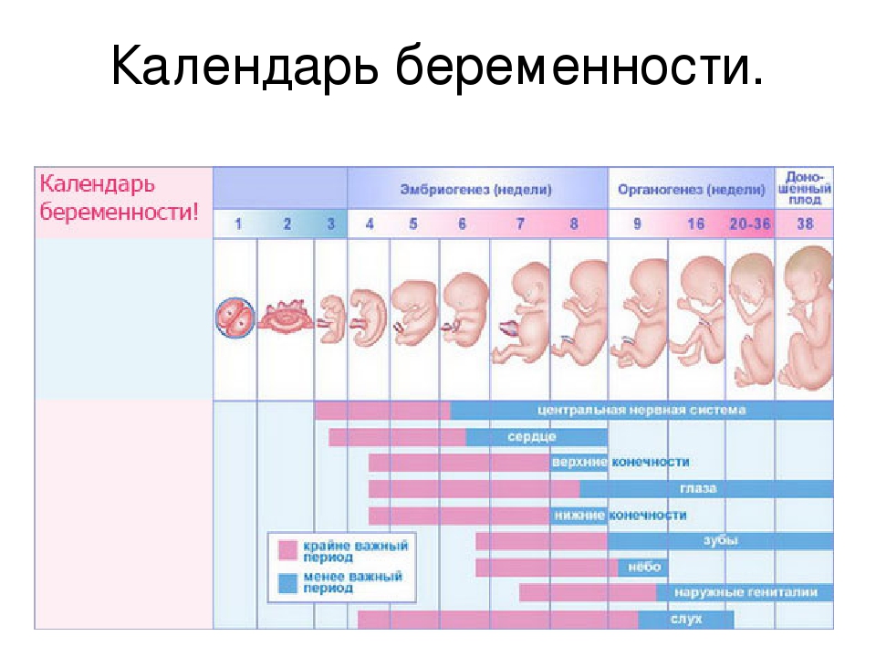 Развитие ребенка в животе по неделям в картинках