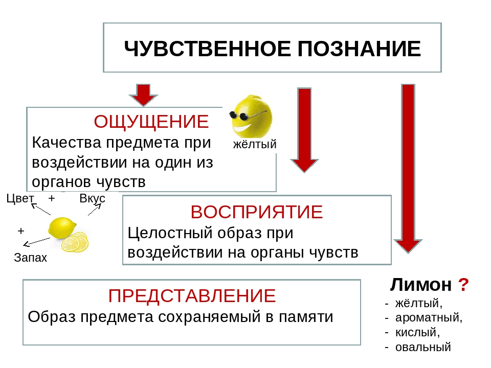 Чувственное познание презентация