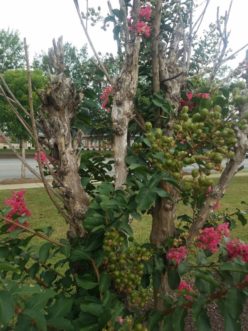 Excessive pruning of crape myrtles will damage future flower buds. LayLa Burgess, © 2017 HGIC, Clemson Extension