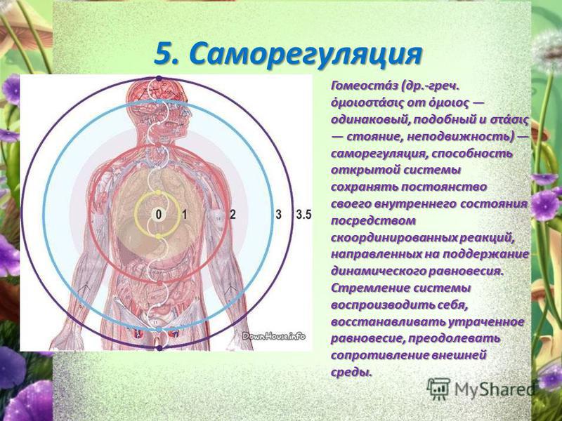 Саморегуляция картинки биология