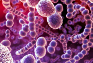 вирус пневмококка