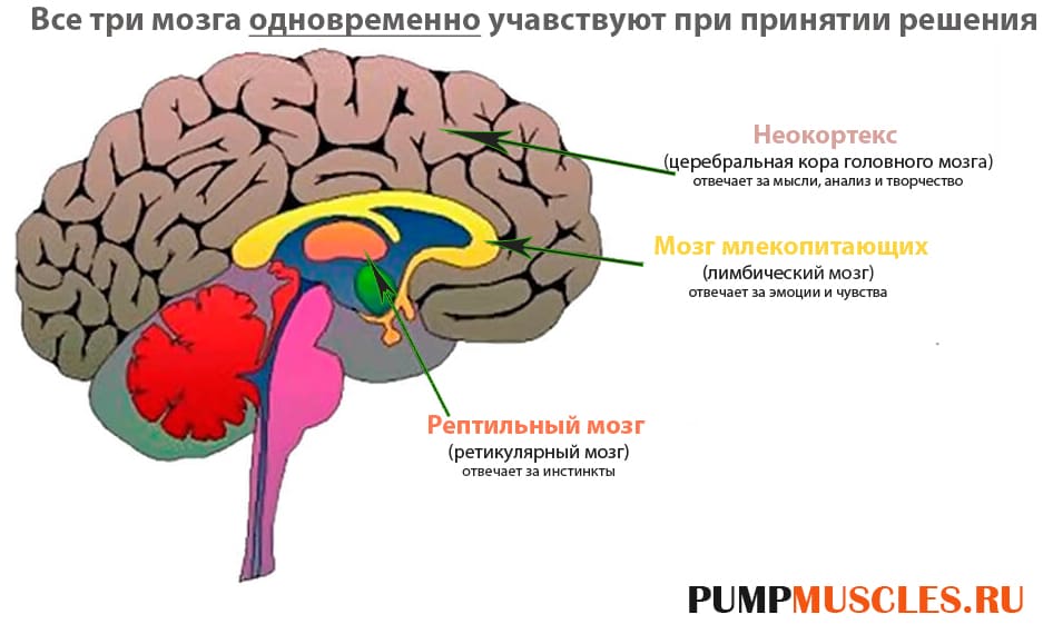 Этапы развития мозга человека