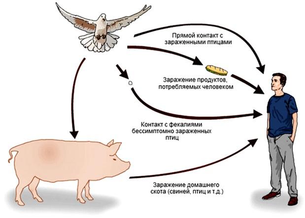 пути заражения