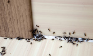 Почему муравьи приходят к человеку